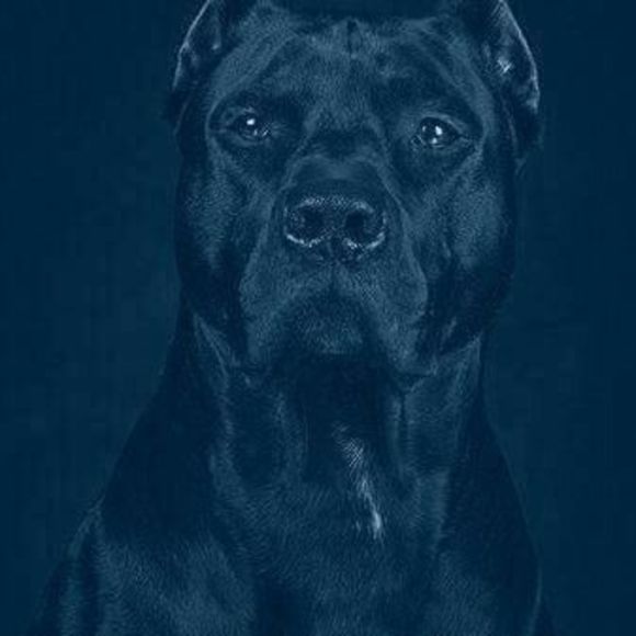 Meet your Posher, Joshua - Picture 1 of 1